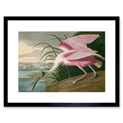 Image of Wee Blue Coo Audubon American Roseate Spoonbill Framed Wall Art Print