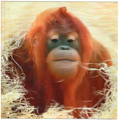 Image of Carte Blanche 3D Holographic Card Up Close Orangutan