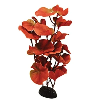Image of Cardamine Red Silk Like Plant 30cm by KenKoi