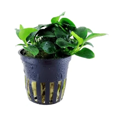 Image of Anubias &#039;Petite&#039; Live aquarium plant