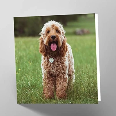 Image of Maturi Cockapoo Dog Photographic Blank Birthday Greetings Card, 15.5 x cm