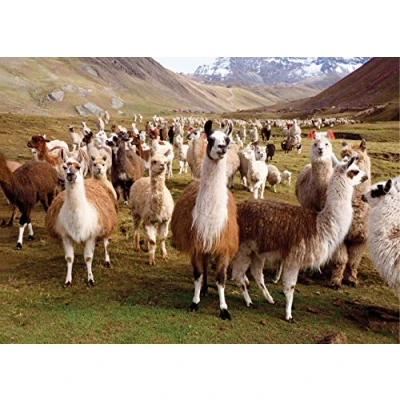 Image of Llamas 1000 Piece Jigsaw Puzzle