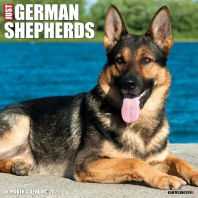 Image of German Shepherds 2025 Wall