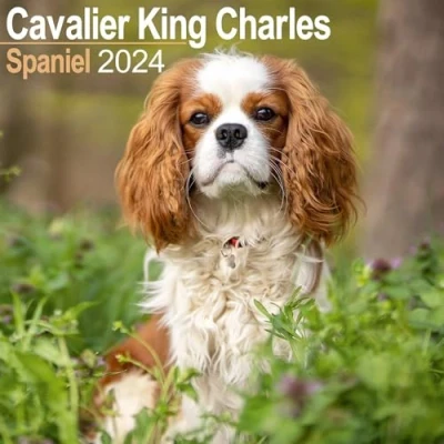 Image of Cavalier King Charles Calendar 2024 Square Dog Breed Wall 16 Month