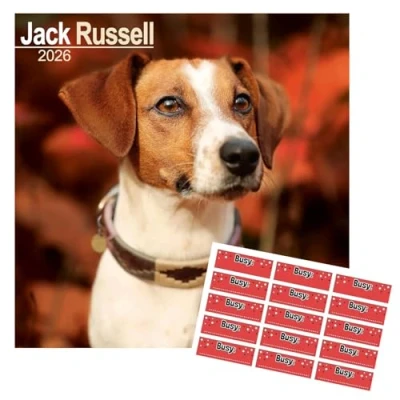 Image of Jack Russell Calendar 2025 Square Dog Breed Wall 16 Month With Free Organisational Stickers