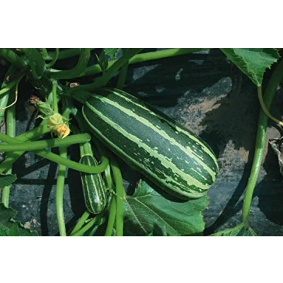 Image of 10 Seeds of Vegetable Marrow Bush Baby