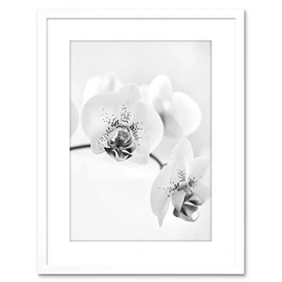 Image of Wee Blue Coo PHOTO NATURE PLANT ORCHID FLOWER BLACK WHITE FRAMED PRINT F97X4368