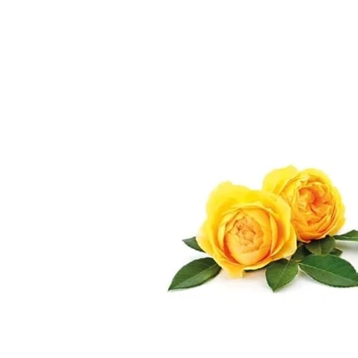 Image of OASIS® 9cm x 6cm Blank Message Cards (Large Open Yellow Roses), 50 PCs Floral Greeting Card, Kraft Paper Cards, Florist Envelopes DIY Gift