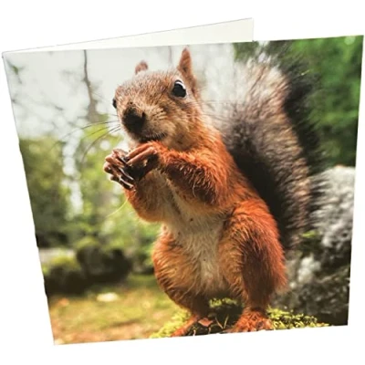 Image of Maturi Squirrel Photographic Blank Birthday Greetings Card, 15.5 x cm