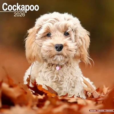 Image of Cockapoo Calendar 2026