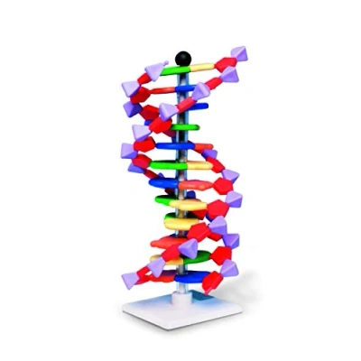 Image of Molymod DNA Double Helix Model, 12 Segments, miniDNA Kit