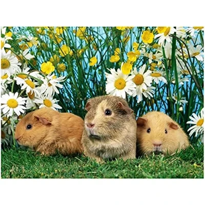 Image of DIY 5D Diamond Painting Kits for Adults &amp; Kids,Cute Guinea Pig Full Drill Set Crystal Rhinestone Embroidery Cross Stitch Arts Crafts Home Wall Decoration Gifts 40x50cm/16x20inch