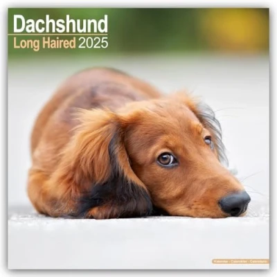 Image of Long Haired Dachshunds 2025 Square Wall Calendar by Red Robin Publishing