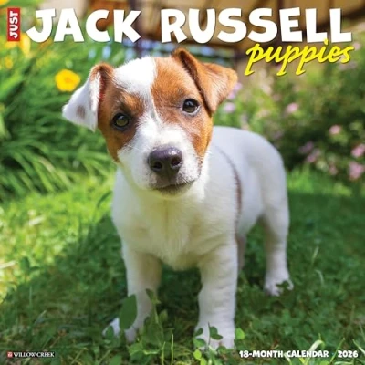 Image of Jack Russell Terrier Puppies Calendar 2026