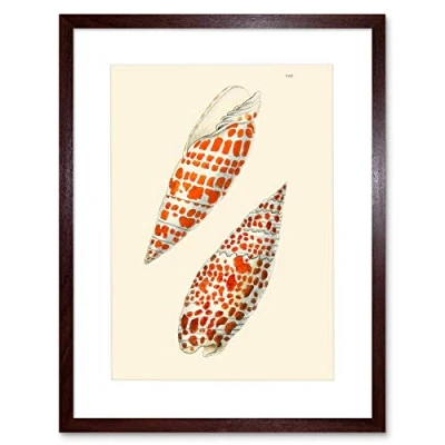 Image of Wee Blue Coo Seashell Orange Spotted Conical Artwork Framed Wall Art Print 12X16 Inch