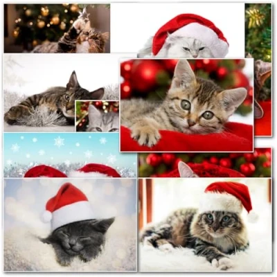 Image of doodlecards Charity Christmas Cards Pack of 20 Mixed Cat