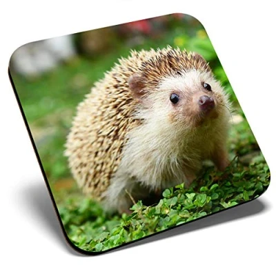 Image of Great Single Coaster Square Cute Hedgehog Animal Garden Wildlife Glossy Quality Coasters Tabletop Protection for Any Table Type #8205