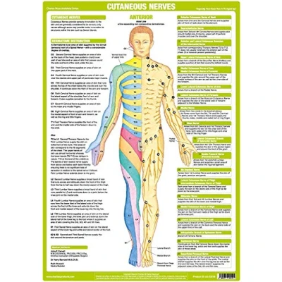 Image of Nervous System Chart Series (A3 Laminated, Cutaneous Nerves Anterior)
