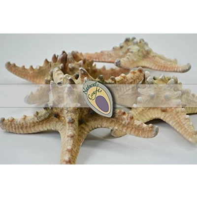 Image of Natural Crafts Knobbly Rhino Starfish (3 5 inches Pack of 5)