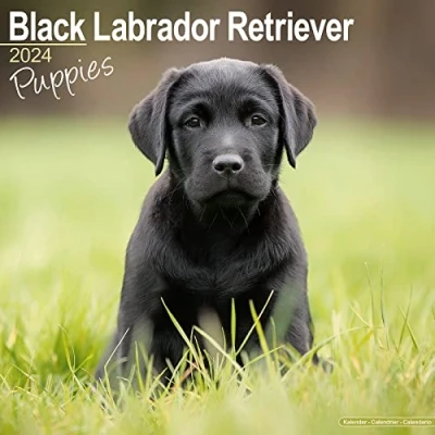 Image of Black Labrador Puppies Calendar 2024 Square Dog Puppy Breed Wall 16 Month