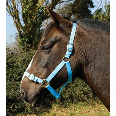 Image of Rhinegold Nylon Headcollar X Full Baby Blue