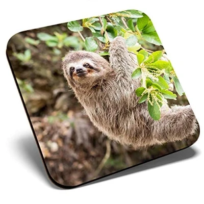 Image of Great Single Coaster Square Cute Sloth Lazy Funny Animal Glossy Quality Coasters Tabletop Protection for Any Table Type #2087