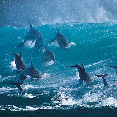 Image of Wildlife Photographer of the Year Surfing Delight Blank Greeting Card with Envelope