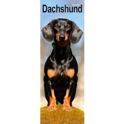 Image of Dachshund Slim Calendar 2026