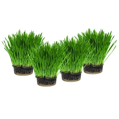 Image of Cat Grass x 4 Pack (Grow your own kits) By FurNature