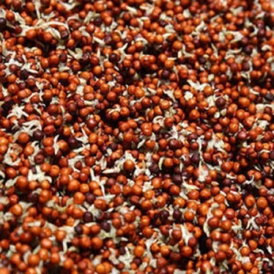 Image of Organic Sprouted Ragi (Finger Millet) Grains 500g