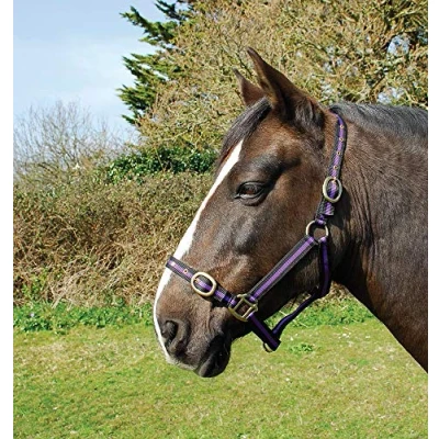 Image of Rhinegold Nylon Headcollar Cob Black/Purple