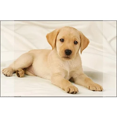 Image of Kangaro Labrador K 0014D108 Desk Mat Non Slip 38 x 58 cm with Two Pockets for Children, Teenagers and Study Rooms White