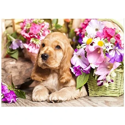 Image of DIY Diamond Painting Kits for Adults Kids Cocker Spaniel Dog 40x50cm Full Drill Art Crystal Rhinestone Embroidery Cross Stitch Pictures Canvas Arts Home Wall Decor (16x20in)
