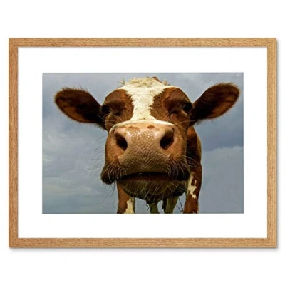 Image of Wee Blue Coo Funny Cow Farm Animal Close Up Photo Framed Wall Art Print