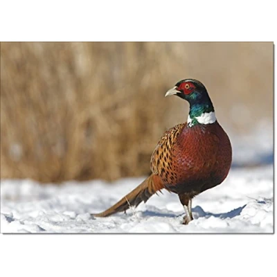 Image of doodlecards Pack of 10 Christmas Cards and Envelopes Wildlife Pheasant. Printed in UK, Premium Quality &amp; 100% Recyclable.