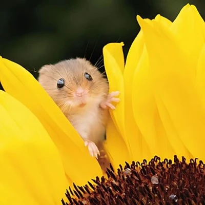 Image of Birthday/Blank Greeting Card for Him/Her Male/Female Harvest Mouse and Sunflower Photographic Design General Suitable Birthday Other Occasions Made in the UK Eco Friendly