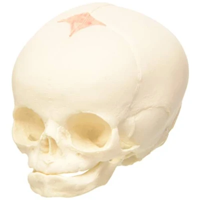 Image of 3B Scientific A25 Foetal Skull Model, Natural Cast, 30th Week Of Pregnancy + free Anatomy App Smart