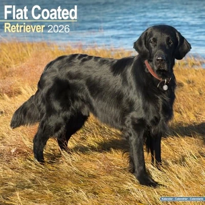 Image of Flat Coated Retriever Calendar 2026
