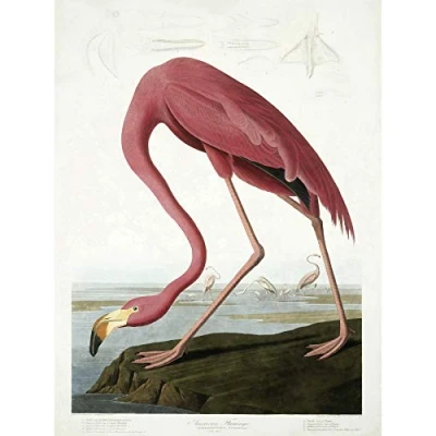 Image of Wee Blue Coo Audubon American Flamingo Large Wall Art Poster Print Thick Paper 18X24 Inch