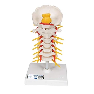 Image of 3B Scientific Cervical Spinal Column + free Anatomy App Smart