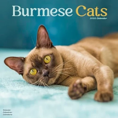 Image of Burmese Cats Calendar 2026