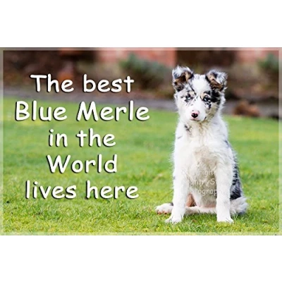 Image of Blue Merle Border Collie Fridge Magnet Sheepdog Gift