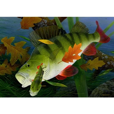 Image of Freshwater fish fishing greeting card. Perch by Maurice Pledger