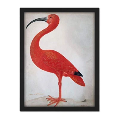 Image of Artery8 Merian Scarlet Ibis With Egg Nature Bird Painting Artwork Framed Wall Art Print 18X24 Inch