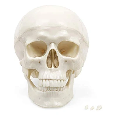Image of Elementary Anatomy The Budget Skull Life Size Human model 3 Part
