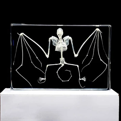 Image of Rainbow_Road Real Bat Animal Taxidermy skeleton Embedded Specimen Science Classroom Teacher Education (Bat Specimen)