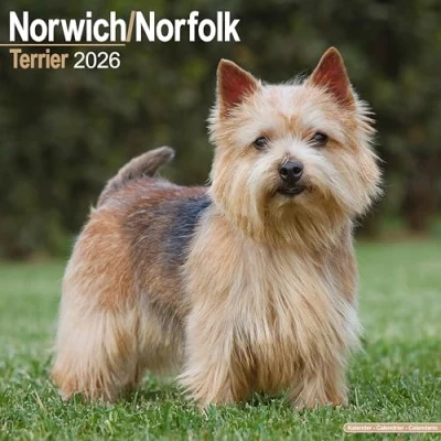 Image of Norwich &amp; Norfolk Terrier Calendar 2026