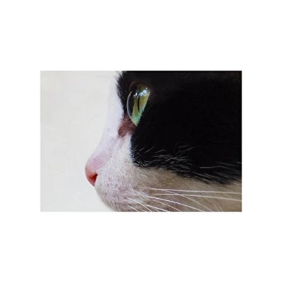Image of Wee Blue Coo Animal Photo Cat Black White Face 12x16 Wall Art Print