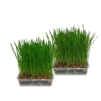 Image of Pet Grass 2 pack (Grow your own kits) By Cat FurNature