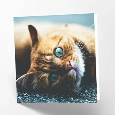 Image of Maturi Ginger Cat Photographic Blank Birthday Greetings Card, 15.5 x cm